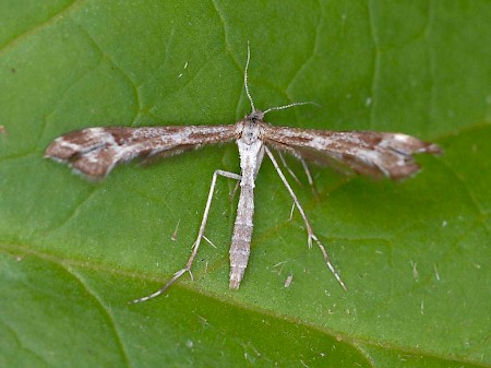 Irish Plume Platyptilia tesseradactyla