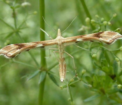 Adult &bull; Germany &bull; &copy; Matthias Biere