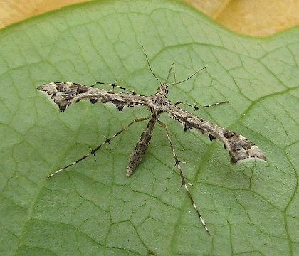 Adult &bull; East Ross, Scotland &bull; &copy; Nigel Richards